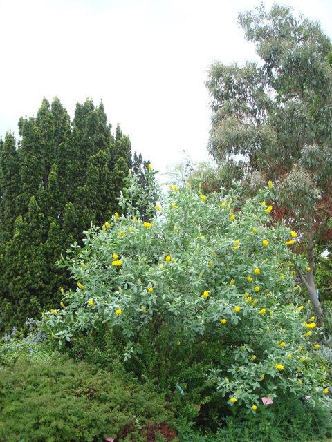 Cytisus battandierii P19